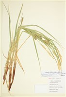 藏品(直穗薹)的圖片